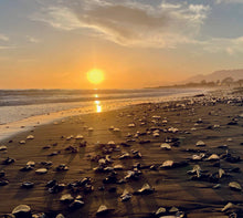Load image into Gallery viewer, The 2026 Carpinteria Calendar