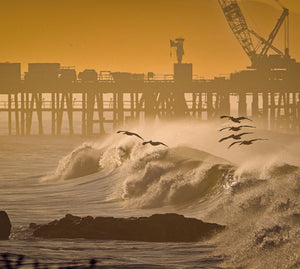 The 2026 Carpinteria Calendar