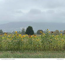 Load image into Gallery viewer, The 2027 Carpinteria Calendar